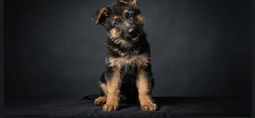G-Litter Puppy